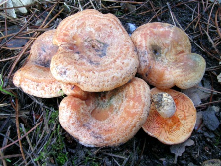 Lactarius deliciosus3